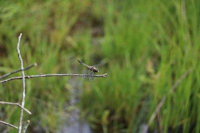 libellula_quadrimaculata_petit_maclu_clapprand